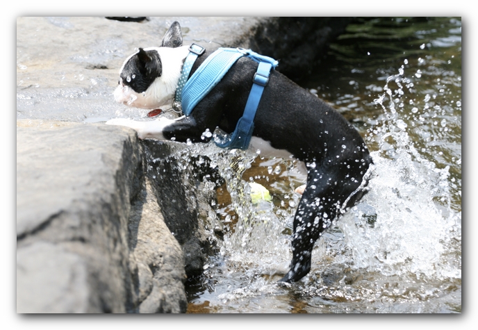 Howie the Boston Terrier Puppy goes to Little River Canyon