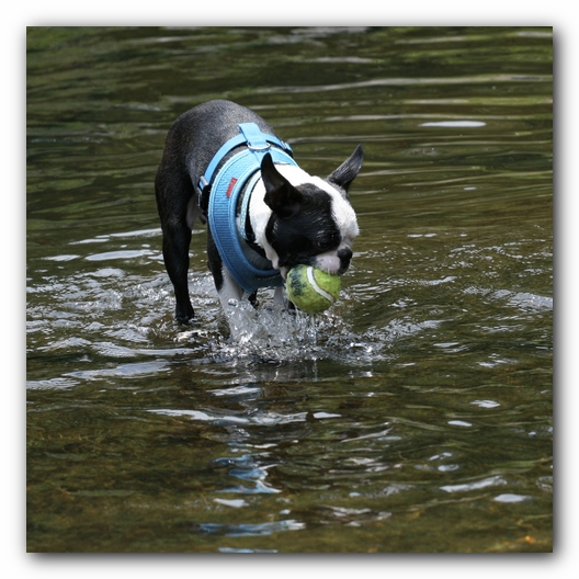 Howie the Boston Terrier Puppy goes to Little River Canyon