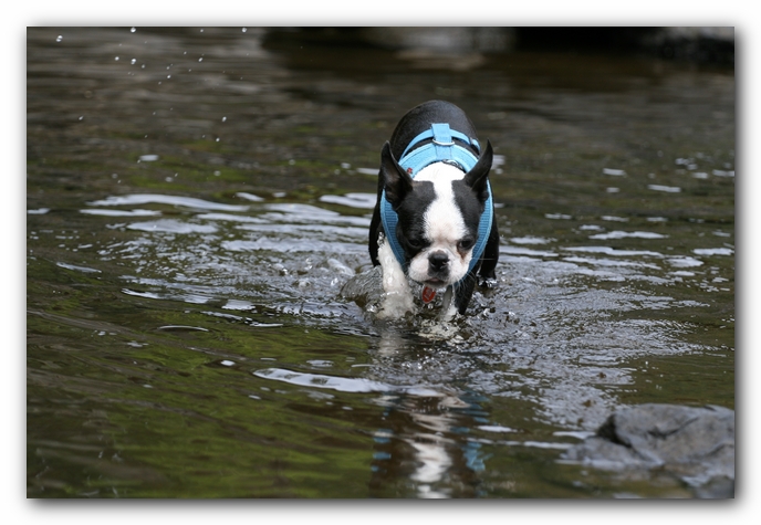 Howie the Boston Terrier Puppy goes to Little River Canyon