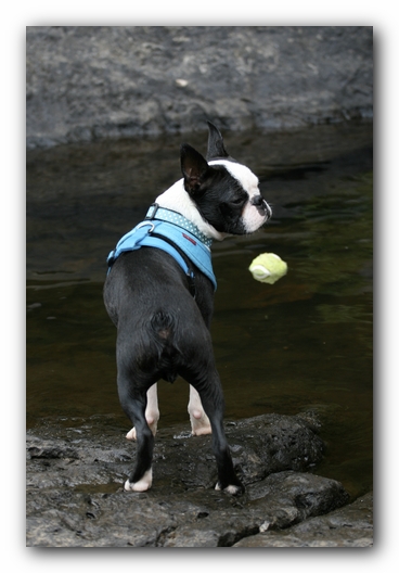 Howie the Boston Terrier Puppy goes to Little River Canyon