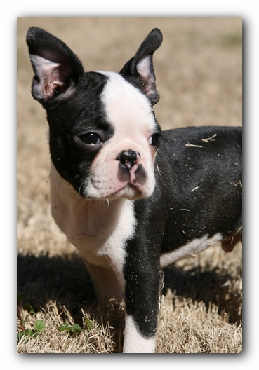 Howie the Sunwoods Boston Terrier Puppy