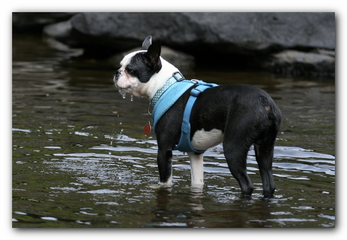Howie the Boston Terrier Puppy goes to Little River Canyon
