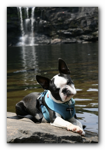 Howie the Boston Terrier Puppy goes to Little River Canyon