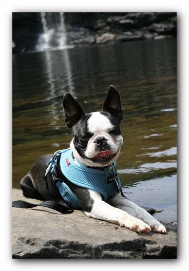 Howie the Boston Terrier Puppy goes to Little River Canyon
