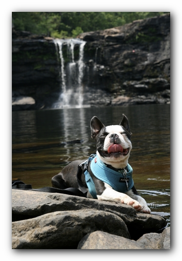 Howie the Boston Terrier Puppy goes to Little River Canyon