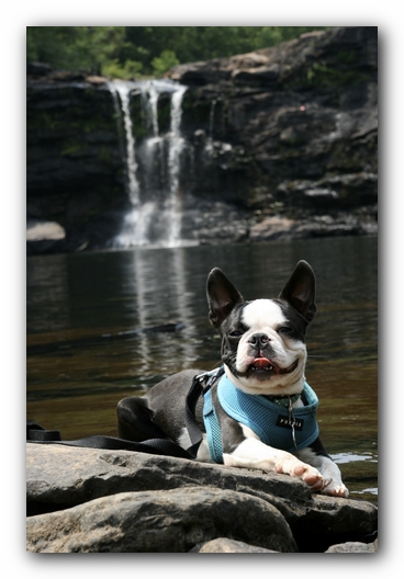 Howie the Boston Terrier Puppy goes to Little River Canyon