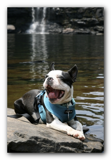Howie the Boston Terrier Puppy goes to Little River Canyon