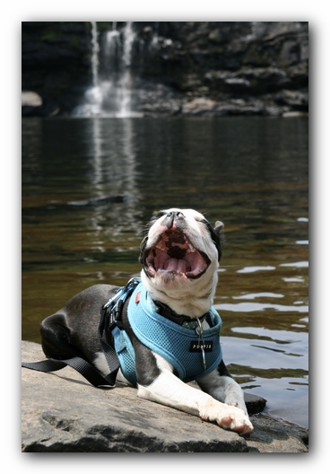 Howie the Boston Terrier Puppy goes to Little River Canyon