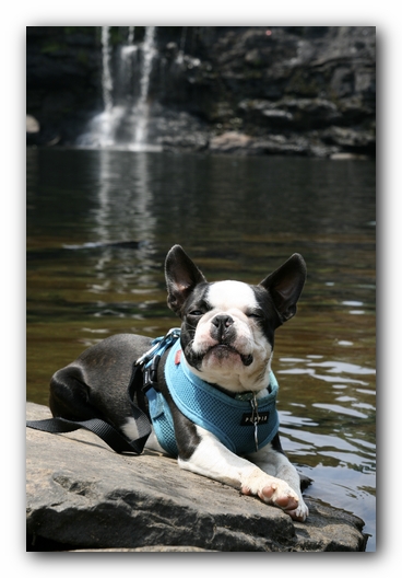 Howie the Boston Terrier Puppy goes to Little River Canyon