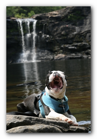 Howie the Boston Terrier Puppy goes to Little River Canyon