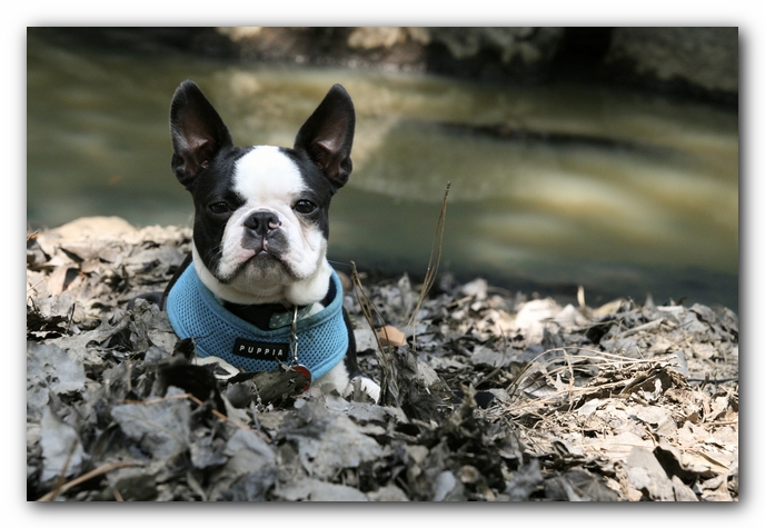 Howie the Boston Terrier Puppy goes to Little River Canyon