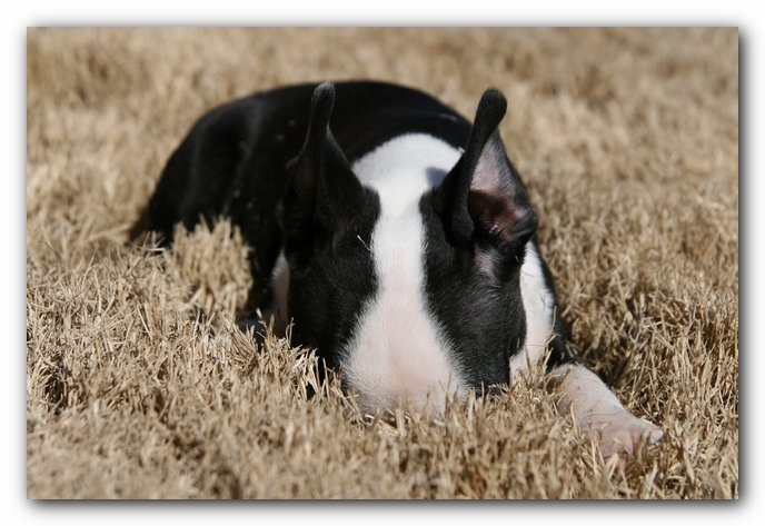 Howie the Sunwoods Boston Terrier Puppy