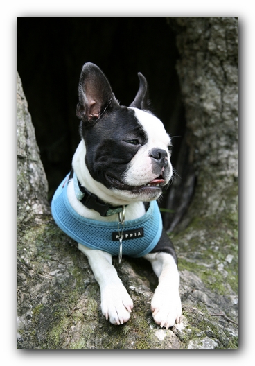 Howie the Boston Terrier Puppy goes to Little River Canyon