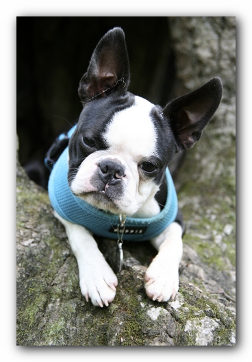 Howie the Boston Terrier Puppy goes to Little River Canyon