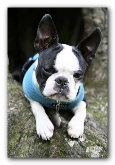 Howie the Boston Terrier Puppy goes to Little River Canyon