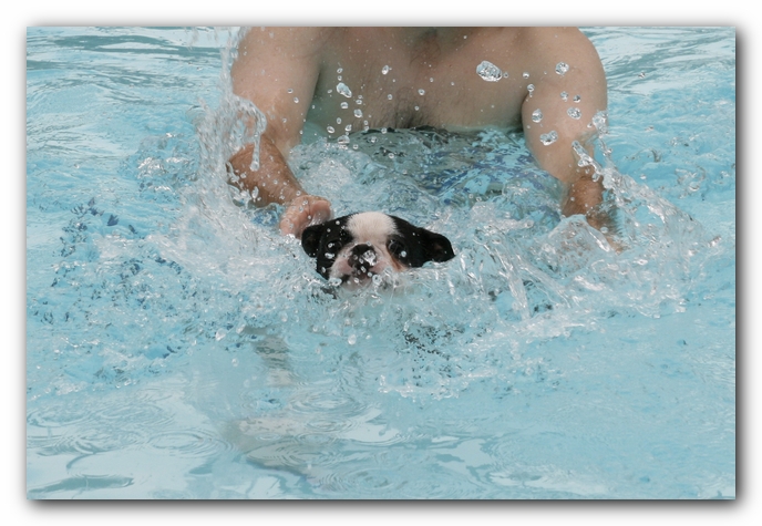 Howie the Sunwoods Boston Terrier Puppy