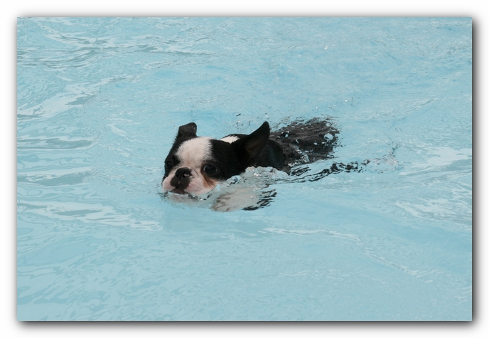 Howie the Sunwoods Boston Terrier Puppy