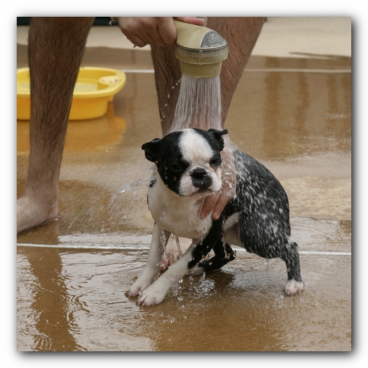 Howie the Sunwoods Boston Terrier Puppy