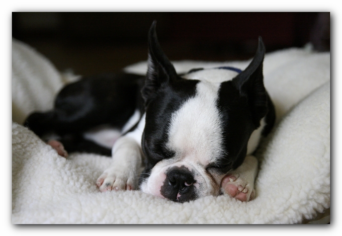 Howie the Sunwoods Boston Terrier Puppy