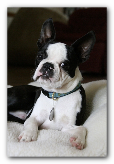 Howie the Sunwoods Boston Terrier Puppy