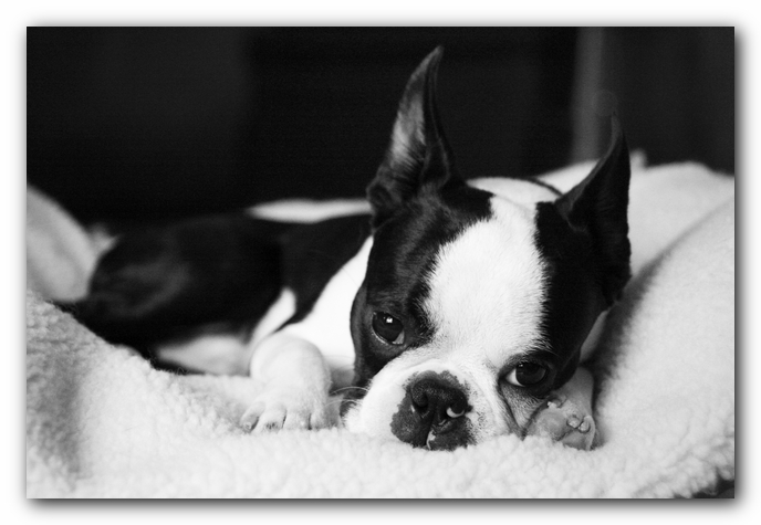 Howie the Sunwoods Boston Terrier Puppy