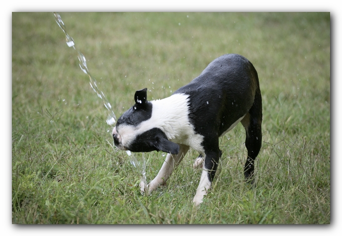 Howie the Sunwoods Boston Terrier Puppy