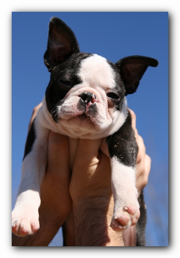 Howie the Sunwoods Boston Terrier Puppy