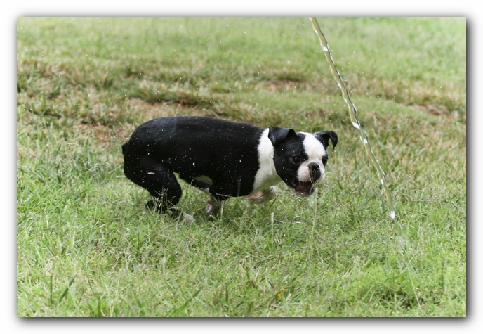 Howie the Sunwoods Boston Terrier Puppy