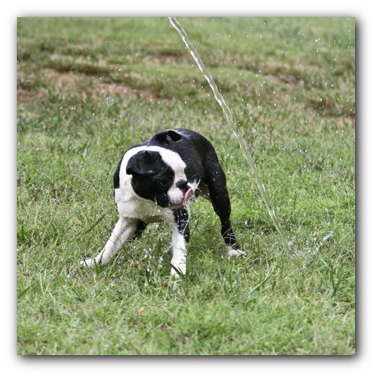 Howie the Sunwoods Boston Terrier Puppy