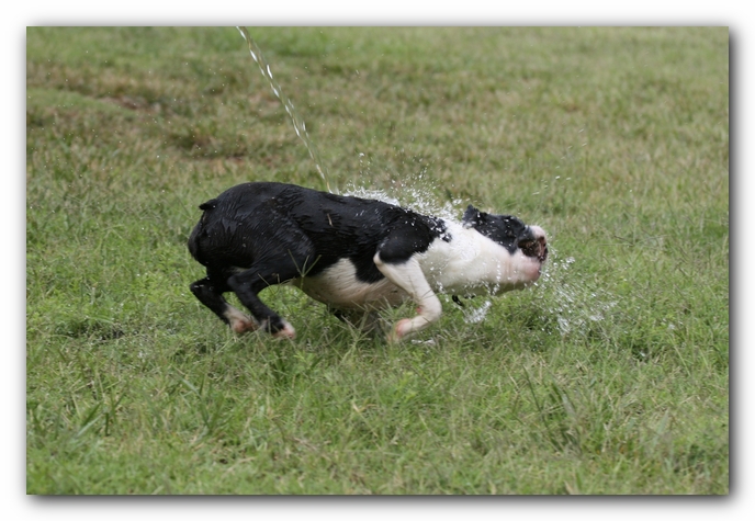 Howie the Sunwoods Boston Terrier Puppy