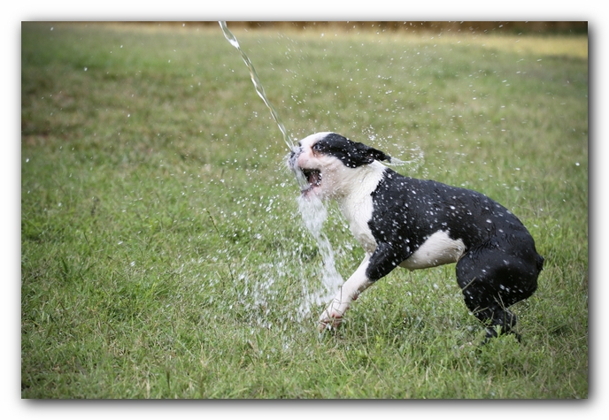 Howie the Sunwoods Boston Terrier Puppy