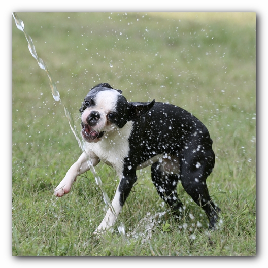 Howie the Sunwoods Boston Terrier Puppy