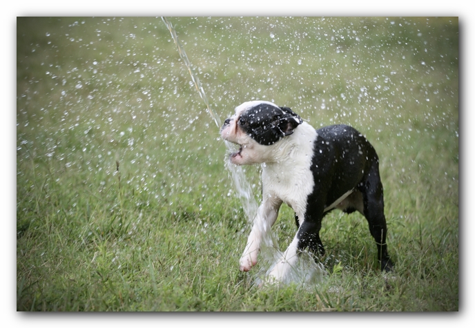 Howie the Sunwoods Boston Terrier Puppy