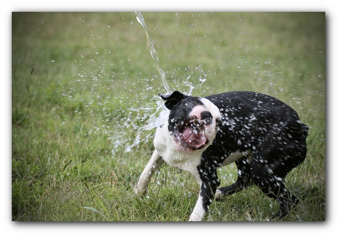 Howie the Sunwoods Boston Terrier Puppy