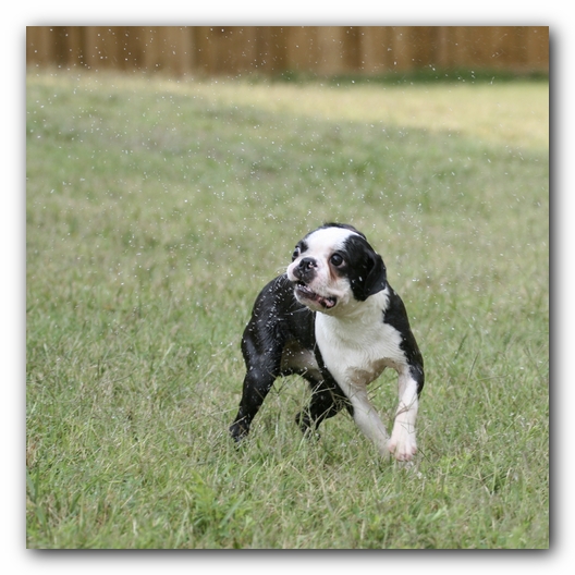 Howie the Sunwoods Boston Terrier Puppy