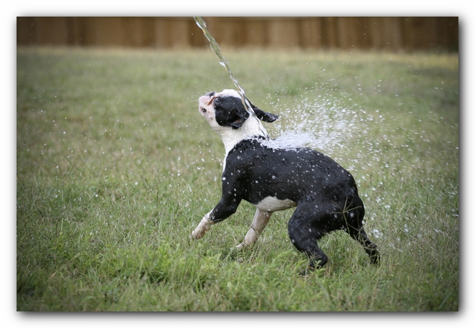 Howie the Sunwoods Boston Terrier Puppy