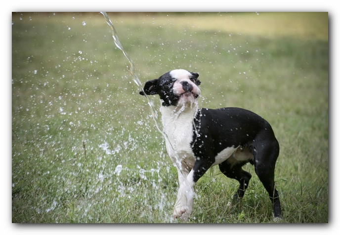 Howie the Sunwoods Boston Terrier Puppy