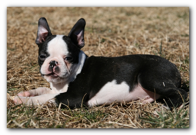 Howie the Sunwoods Boston Terrier Puppy