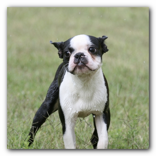 Howie the Sunwoods Boston Terrier Puppy