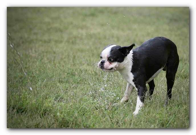 Howie the Sunwoods Boston Terrier Puppy