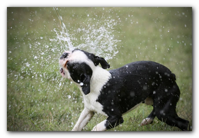 Howie the Sunwoods Boston Terrier Puppy