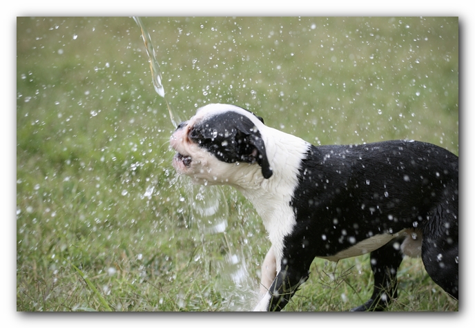 Howie the Sunwoods Boston Terrier Puppy