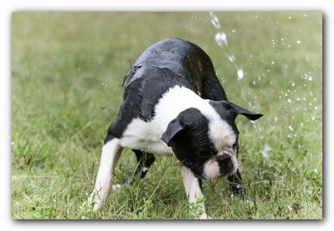 Howie the Sunwoods Boston Terrier Puppy