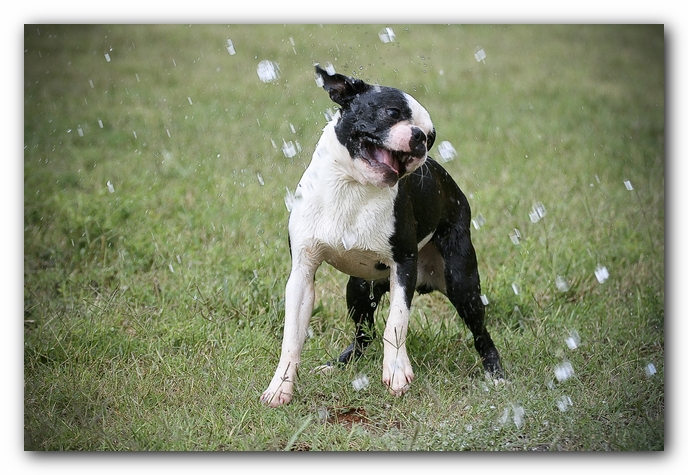 Howie the Sunwoods Boston Terrier Puppy