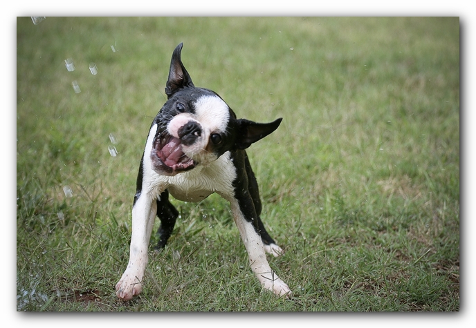 Howie the Sunwoods Boston Terrier Puppy