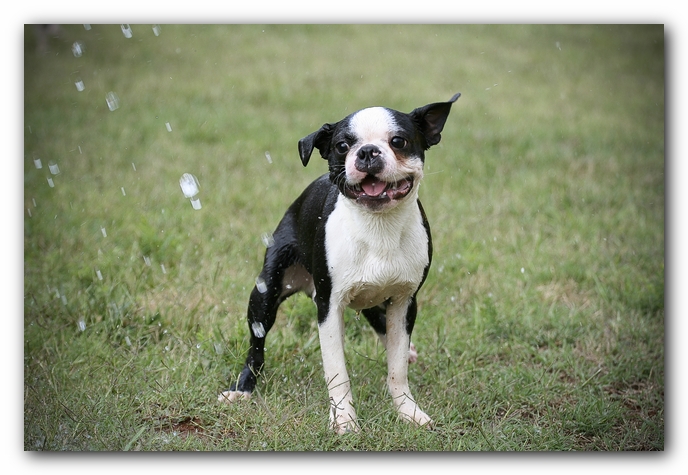 Howie the Sunwoods Boston Terrier Puppy