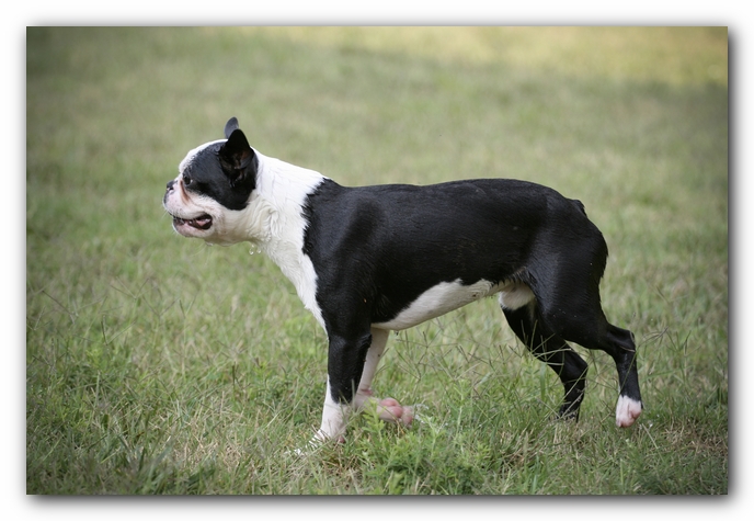 Howie the Sunwoods Boston Terrier Puppy