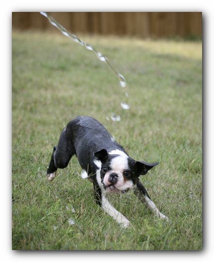 Howie the Sunwoods Boston Terrier Puppy
