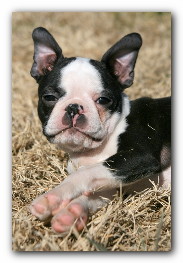 Howie the Sunwoods Boston Terrier Puppy