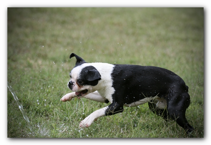 Howie the Sunwoods Boston Terrier Puppy